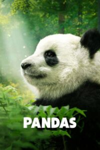 Pandas แพนด้า