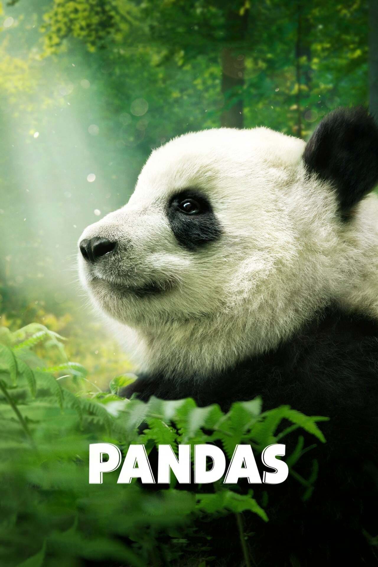 Pandas แพนด้า