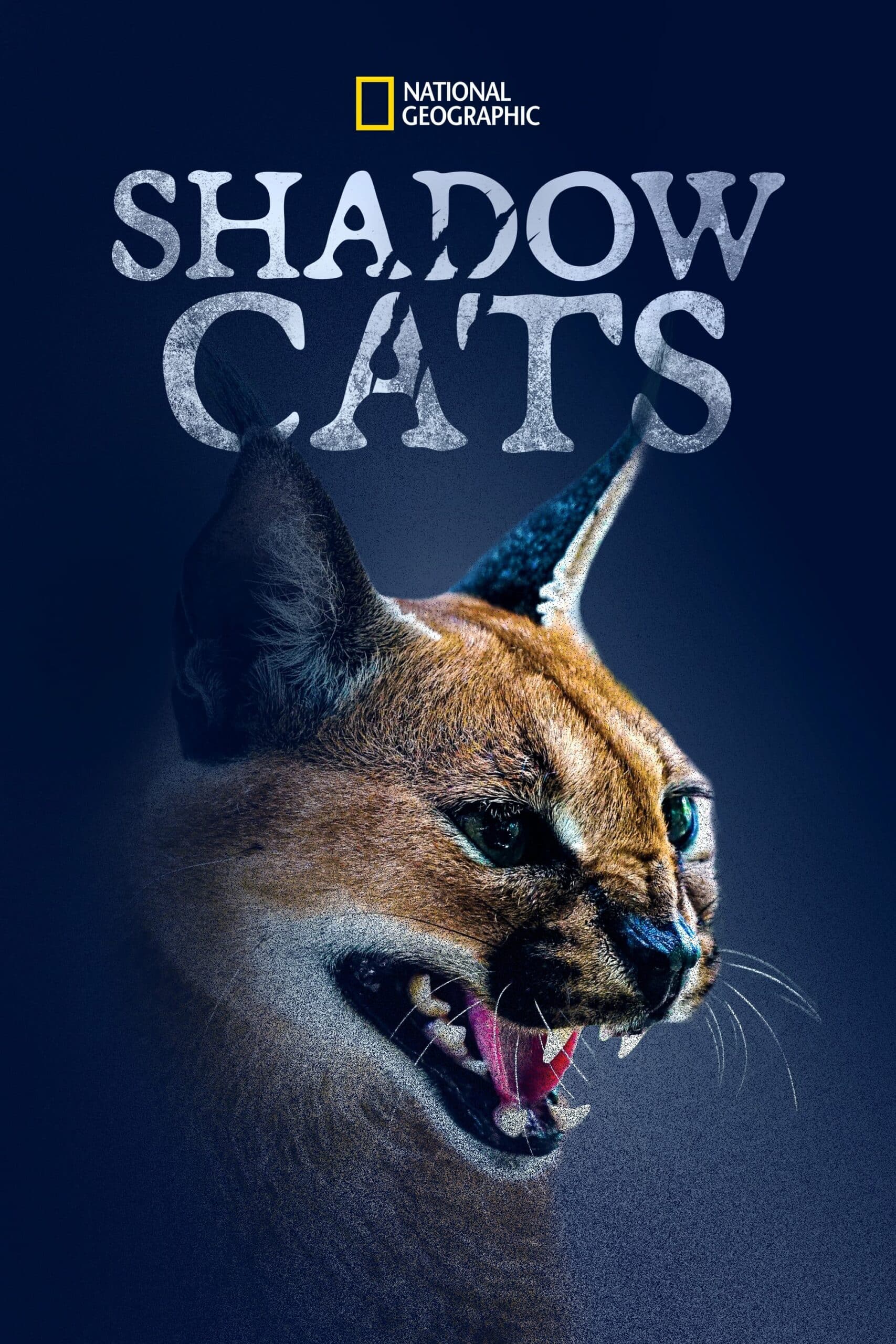 Shadow Cats แมวเงา